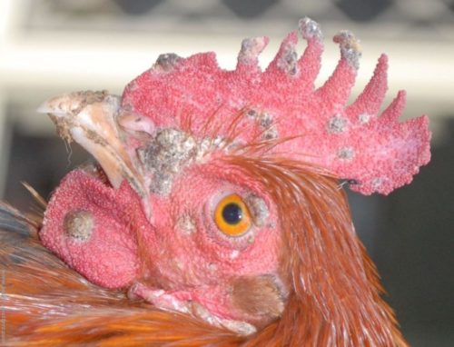 Fowl Pox - Chicken Diseases and Treatments - Chicken Farming South Africa - Free eBook