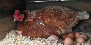 How to Boost or Increase Egg Production