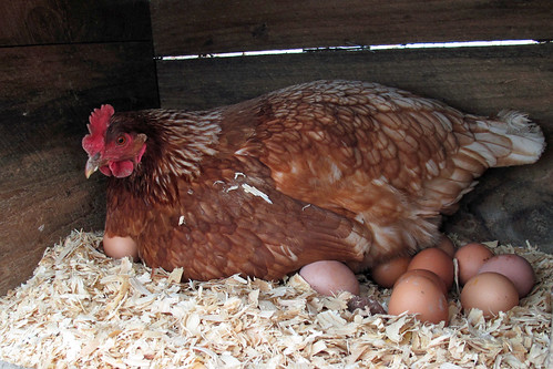 hen laying eggs