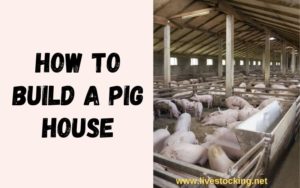 how to build a pig house