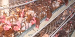 Facts about Poultry Farming