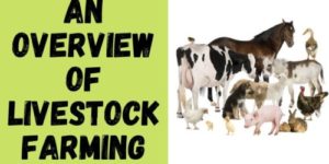 Livestock Farming – Definition, Benefits and Types