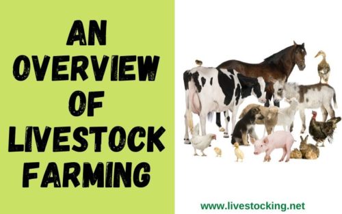 meaning of livestock farming