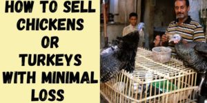 How to Sell Chickens or Turkeys with Minimal Loss