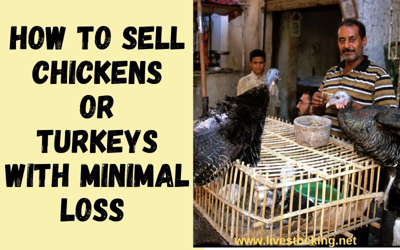 How to Sell Chickens or Turkeys with Minimal Loss Livestocking