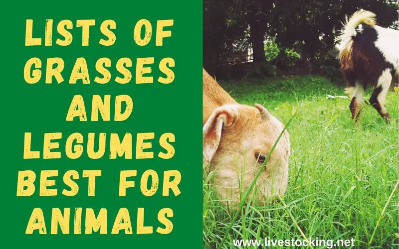 Lists of grasses and legumes best for animals