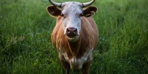 Pasture Grasses and Legumes for Animals