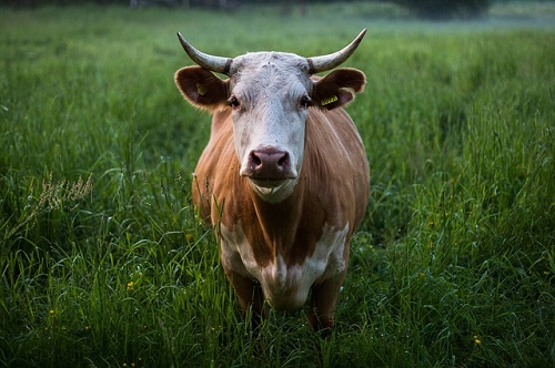 Pasture grasses and legumes