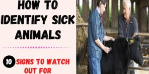 How to Identify Sick Animals: 10 Signs to Watch Out For