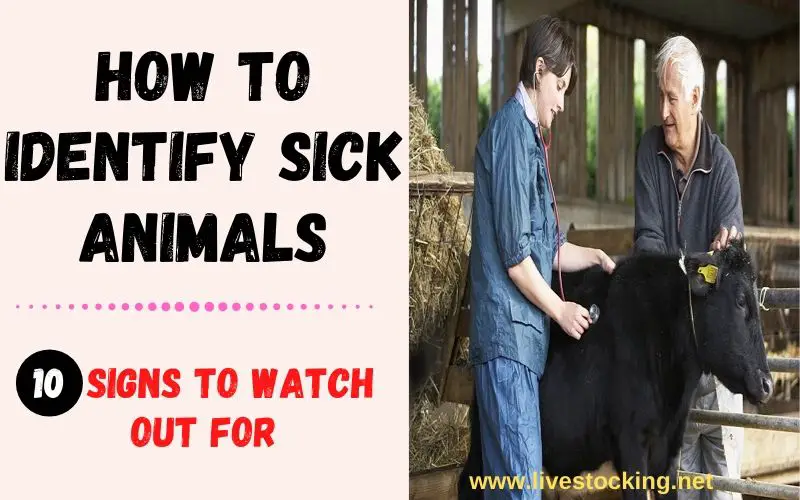 How to Identify Sick Animals