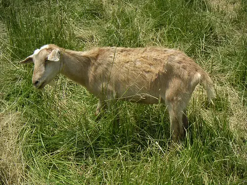 Sick goat