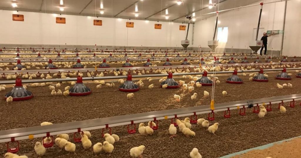 Brooding in Poultry Production