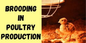 Brooding in Poultry – Definition, Types & How to Brood