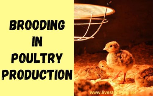 Brooding in Poultry Production