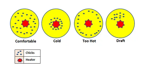 Chicks Behavior to Different Heat Levels