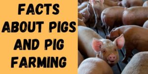 10 Facts about Pigs and Pig Farming
