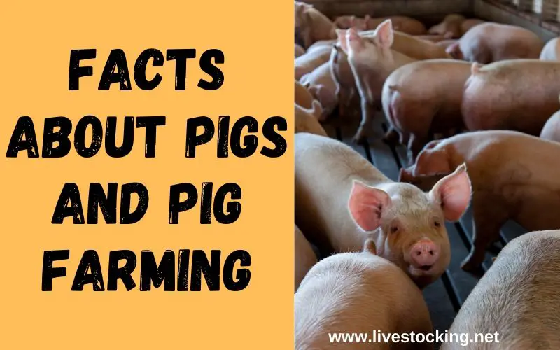 Facts about Pigs and Pig Farming (1)