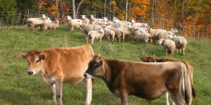 Principles of Livestock Feeding and Nutrition