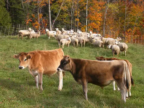 Farm animals grazing in the field