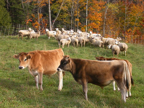 Farm animals grazing in the field