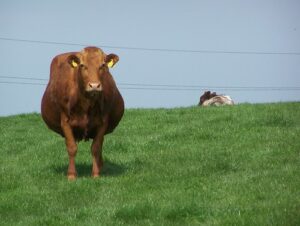 Heavily pregnant cow