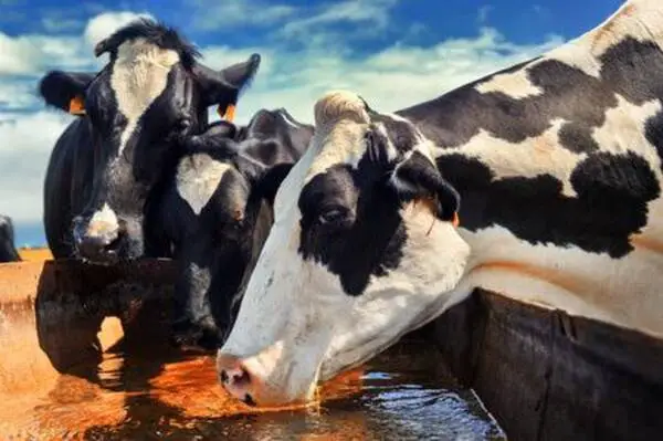 Importance of water to livestock animals