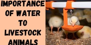 The Importance of Water to Livestock Animals