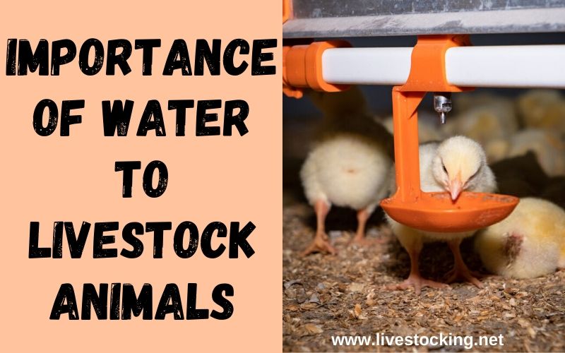 The Importance of Water to Livestock Animals
