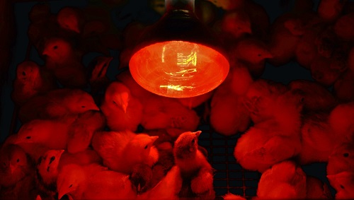 Infrared Heat Lamps