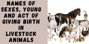 Names of Sexes, Young and Act of Giving Birth in Livestock Animals