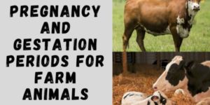 Pregnancy and Gestation Periods for Farm Animals