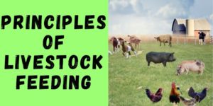 Principles of Livestock Feeding and Nutrition