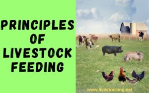 Principles of livestock feeding and nutrition
