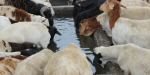 The Importance of Water to Livestock Animals