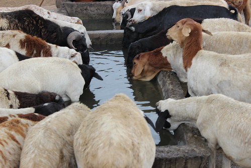 Sheep drinking water