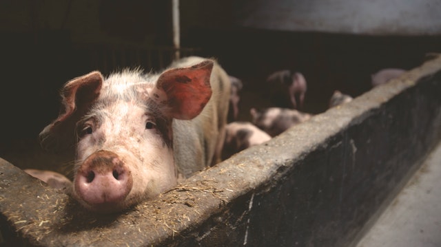 facts about pigs and pig farming