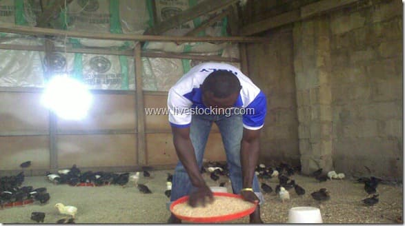feeding of chicks