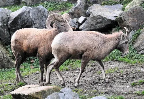 male and female goats