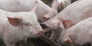 10 Facts about Pigs and Pig Farming