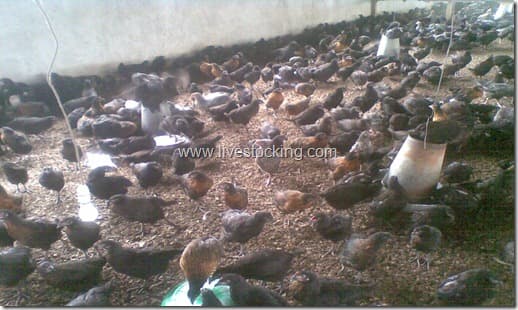 pullets in brooder house