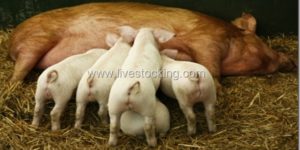 4 Vital Tips for Beginner’s Pig Farming