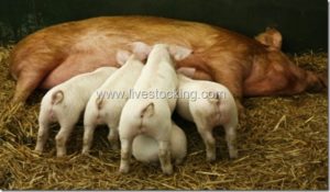 Pregnancy and gestation periods for farm animals