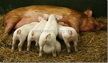 Pregnancy and Gestation Periods in Farm Animals - Livestocking