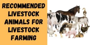 4 Recommended Livestock Animals for Livestock Farming