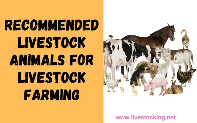 4 Livestock Animals for Livestock Farming