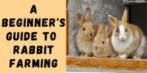 A Beginner’s Guide to Rabbit Farming [Free Ebook Included]