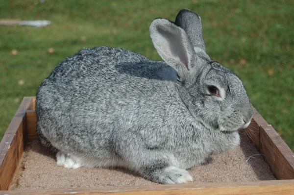 American Chinchilla breed