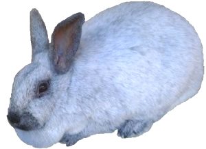 Champagne d’ argent rabbit breed