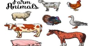 Top 6 Easy to Raise Farm Animals