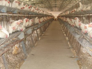 broilers in battery cage system